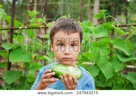 Baby Collects Cucumbers From The Garden.
