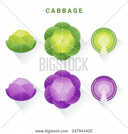 Set Of Fresh Green And Red Cabbages Isolated On White Background , Vector , Illustration