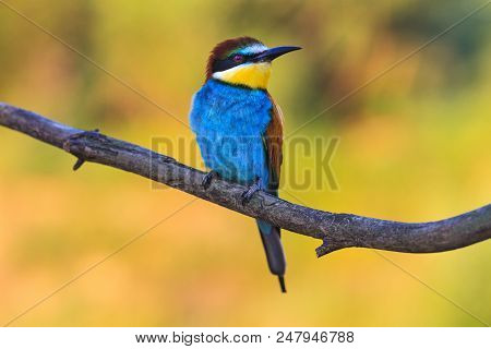 Beautiful Bee-eaters Sitting On A Dry Branch , Wildlife, Unique Frames