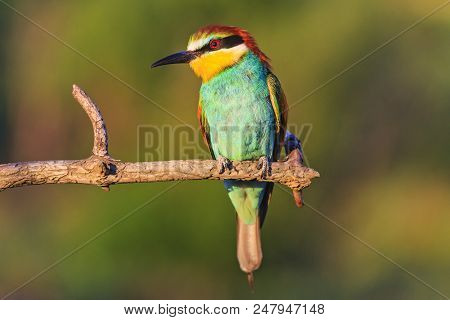 Bee-eaters Sitting On A Dry Branch , Wildlife, Unique Frames