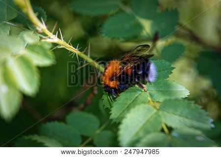 A Large Furry Bumblebee On A Leaf Of A Wild Rose Close-up