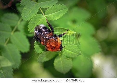 A Large Furry Bumblebee On A Leaf Of A Wild Rose Close-up