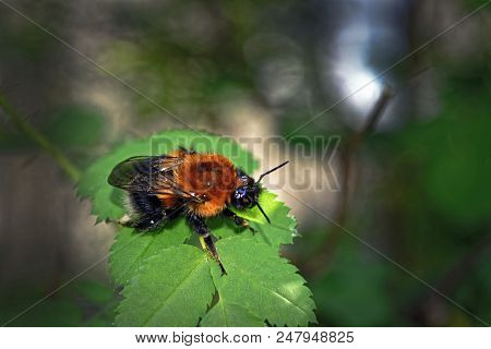 A Large Furry Bumblebee On A Leaf Of A Wild Rose Close-up