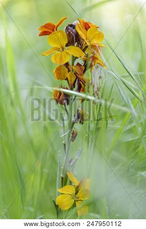 Cheiranthus Cheiri In The Middle Of The Grass In The Meadow. Wild Plant.