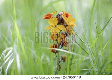 Cheiranthus Cheiri In The Middle Of The Grass In The Meadow. Wild Plant.