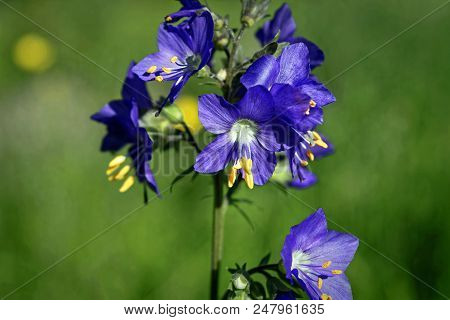 Blue Flowers Polemonium Caeruleum Or Jacob's-ladder