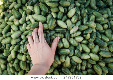 Personal View On Hand Choosing Fresh Indian Green Cuccumbers From Market Stall