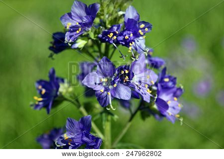 Blue Flowers Polemonium Caeruleum Or Jacob's-ladder