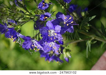 Blue Flowers Polemonium Caeruleum Or Jacob's-ladder