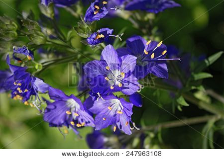 Blue Flowers Polemonium Caeruleum Or Jacob's-ladder