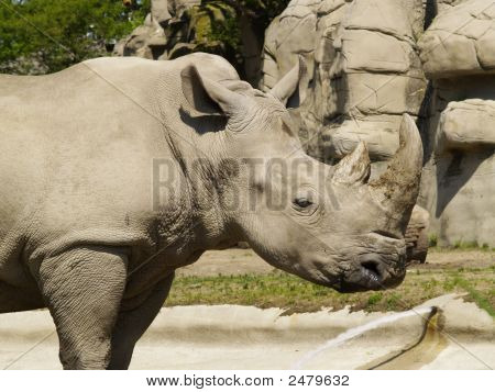 Nashorn