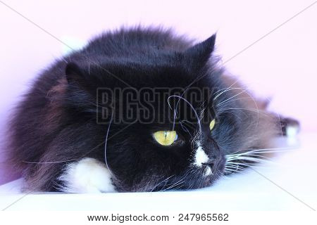 Muzzle Of Cat. Close-up. Muzzle Of Black Cat. Lazy Pet. Domestic Animal