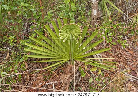 Unique Palmetto In Wetland Hummock In Okefenokee Swamp In Georgia