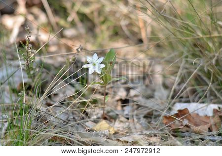 Trientalis Europaea. Arctic Starflower.