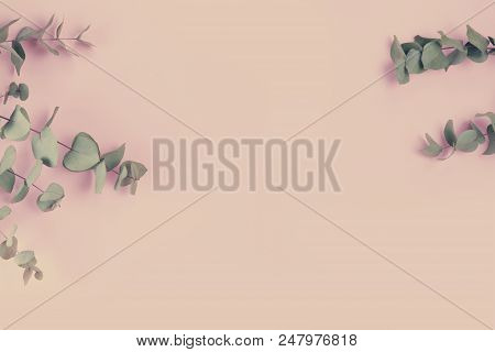 Green Floral Composition With Silver Dollar Eucalyptus On Pink Plain Background. Healing Herbs For C