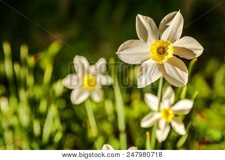 Blooming Narcissus Daffodils. Flower Bed Jonquils With Blurred Bokeh Background. Inspirational Natur