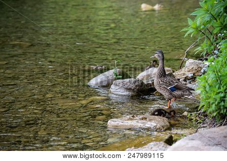 Wildlife In Nature Landscape Photogrpahy Portair Of Mallard Duck With Baby Ducklings Swimming In Pea