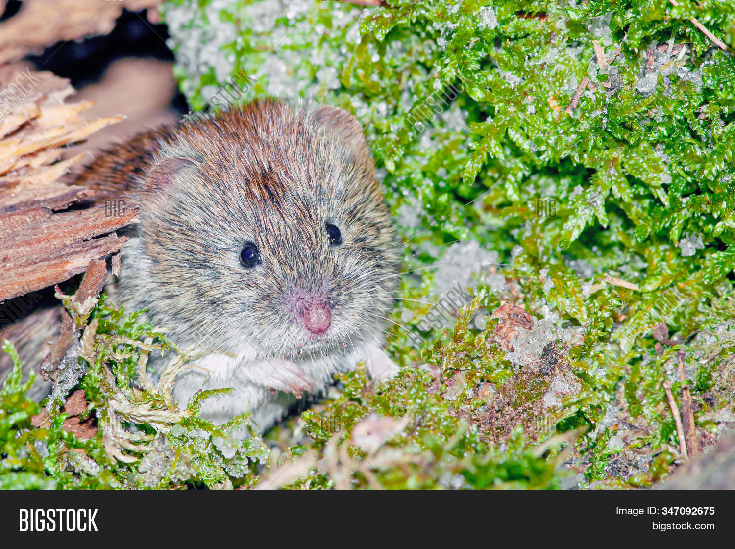 Cute Wild Forest Mouse Image & Photo (Free Trial) | Bigstock
