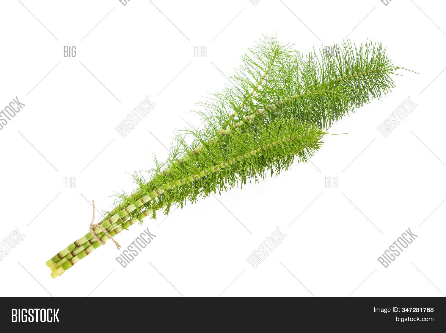 Horsetail_Mama