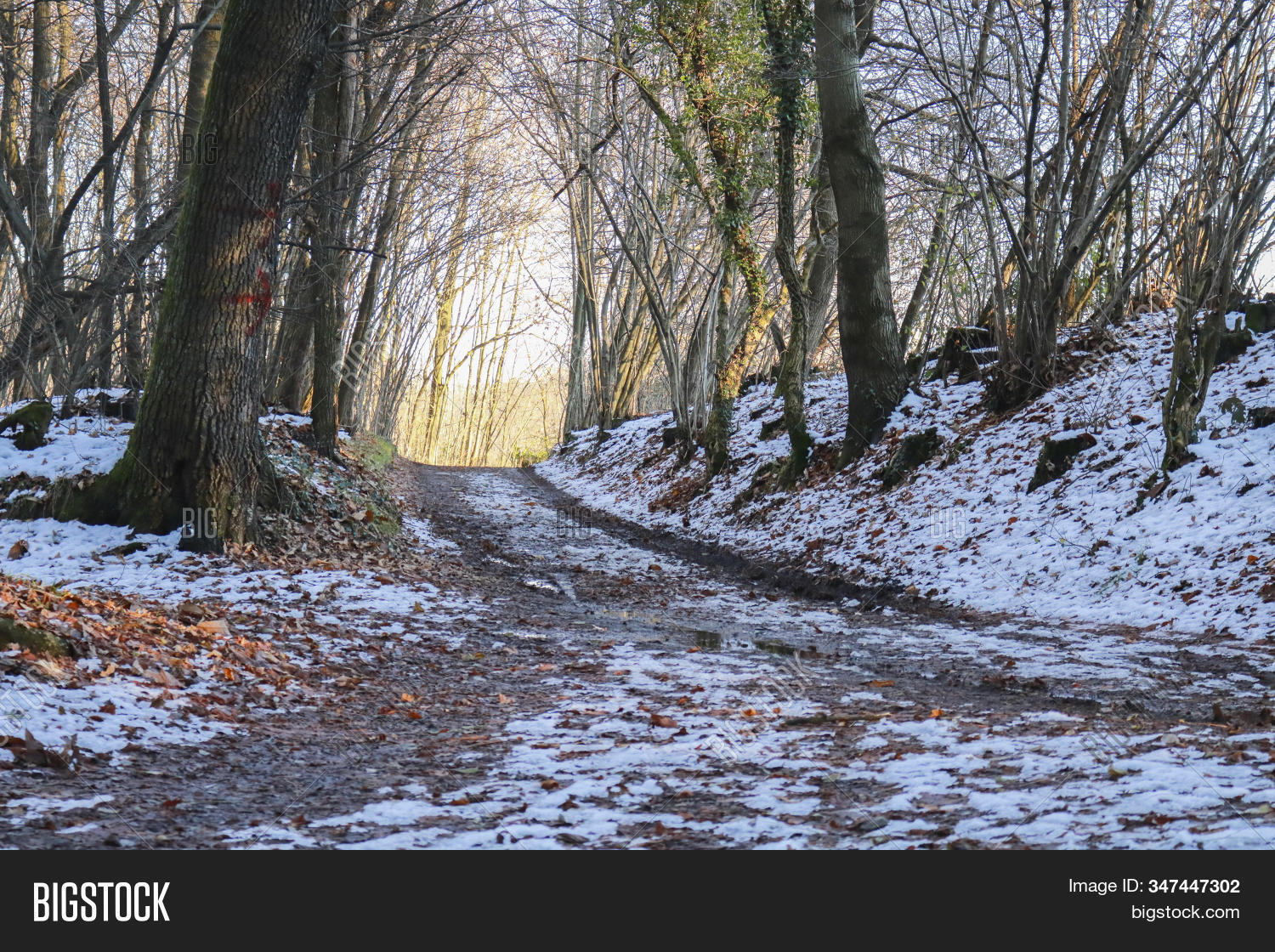 Snowy Path Woods Image & Photo (Free Trial) Bigstock