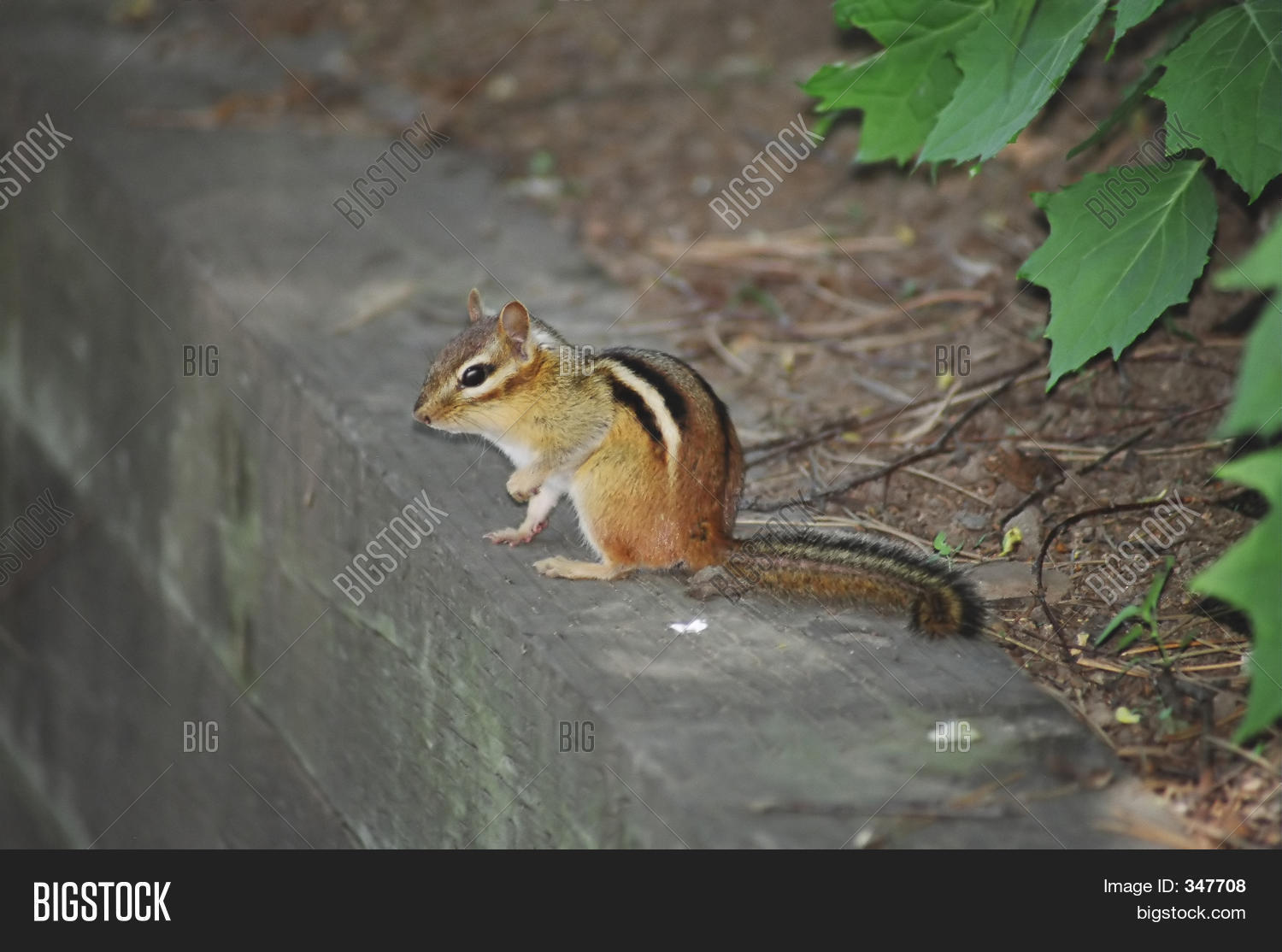 Asian Squirrel Image & Photo (Free Trial) Bigstock
