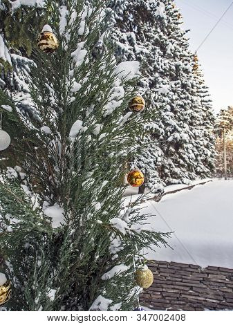 Tuya Tree Dressed Up As A Christmas Tree In The Forest In Winter In The Southern Urals