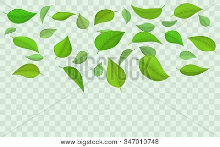 Falling Green Leaves Isolated On Transparent Background. Vector Illustration Set Of Spring Flying Fa