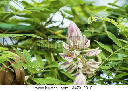 Afgekia Mahidoliae Blossom Pink Flower On Leaf Natural Background At Thailand. Botanical Afgekia Mah