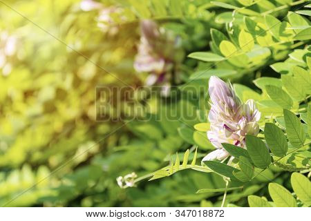 Afgekia Mahidoliae Blossom Pink Flower On Leaf Natural Background At Thailand. Botanical Afgekia Mah
