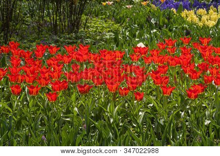 Tulipa Of The Purissima King  Species On A Flowerbed.