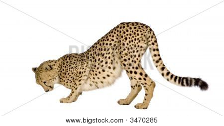 Gepard - Acinonyx Jubatus