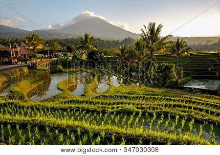 Beautiful Sunrise Over The Jatiluwih Rice Terraces In Bali. Tabanan, Indonesia