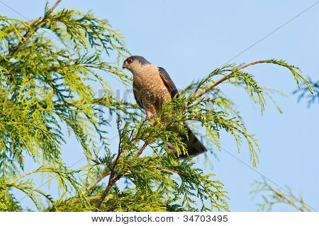 Sharp Shinned Hawk w Cedar