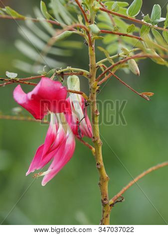 Sesbania Grandiflora, Red Flower On Cork Wood Tree, Small Perennials Of The Family Sesbania, Fabacea