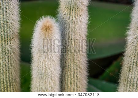 Closeup Of The Stems Of A Old Man Cactus, White Bearded Cactus, Endangered Plant Specie From Mexico