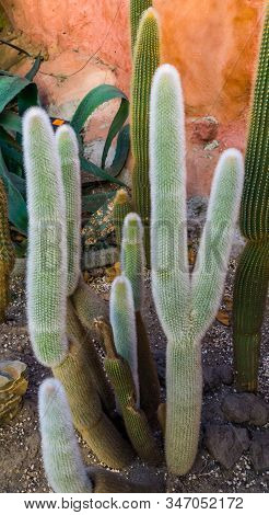 Closeup Of An Old Man Cactus, White Hairy Coated Cactus, Endangered Plant Specie From Mexico