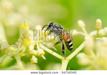 Bee makro i grønne natur