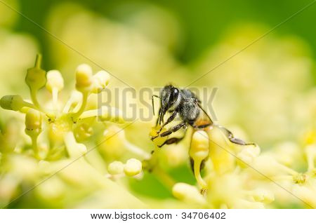 Bee makro i grønne natur