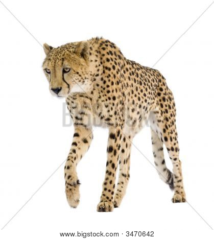 Cheetah - väritykseltään Leopardia Jubatus