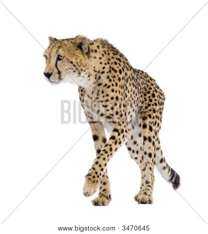 Cheetah - väritykseltään Leopardia Jubatus