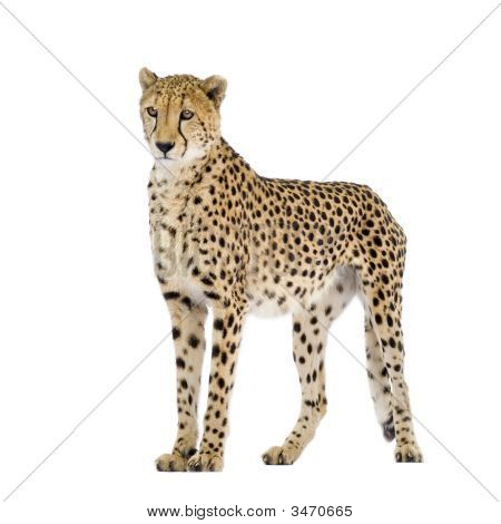 Gepard - Acinonyx Jubatus