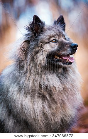 Portrait Of The Dog Keeshond Or Wolfspitz In Outdoor