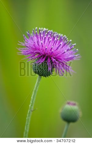 Wildflower oset