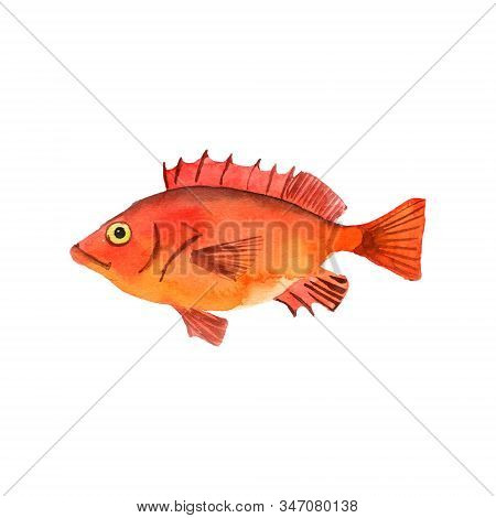 Watercolor Drawing Deepwater Redfish, Isolated At White Background Hand Drawn Illustration