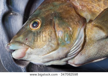Brown Ballan Wrasse On A Pewter Dish After Fishing In Brittany