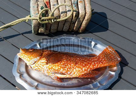 Ballan Wrasse On A Pewter Dish After Fishing It In Brittany