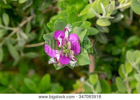 Myrtle-leaf Milkwort Or Polygala Myrtifolia Closeup On The Flowers.