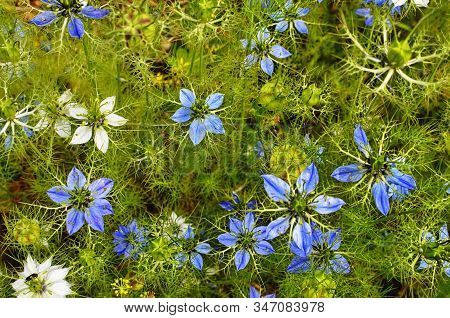 White And Blue Flowers Of Nigella Damascena