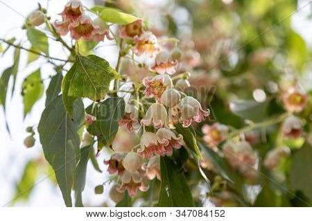 Bottletree Flowers On The Tree Branches During Sunny Day.