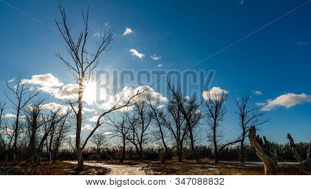 Beautiful Winter Forest With White Clouds And Sun